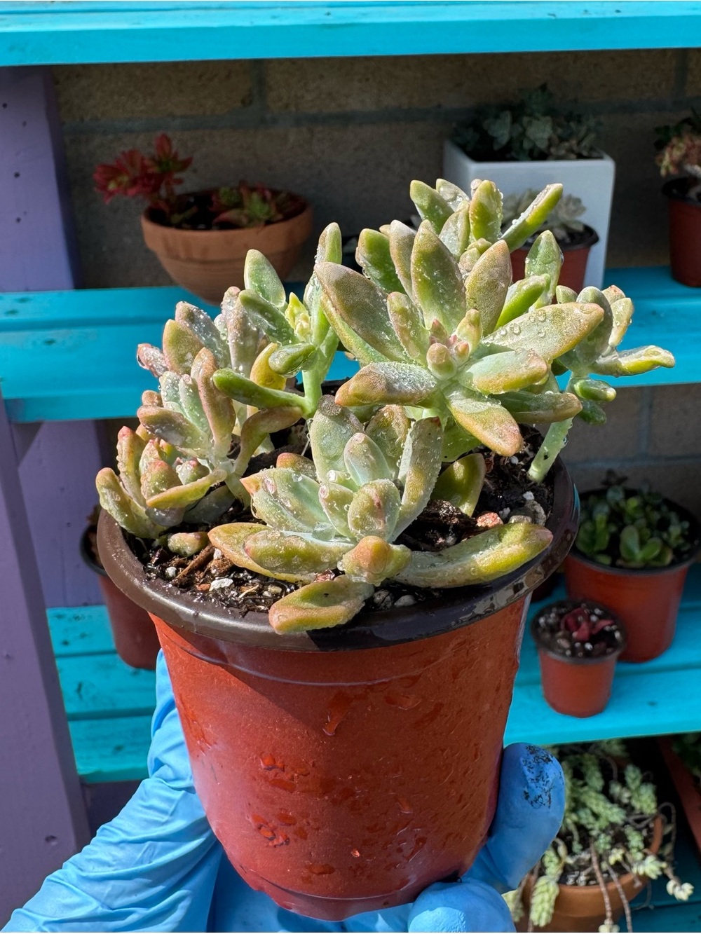 Graptosedum 'Francesco Baldi